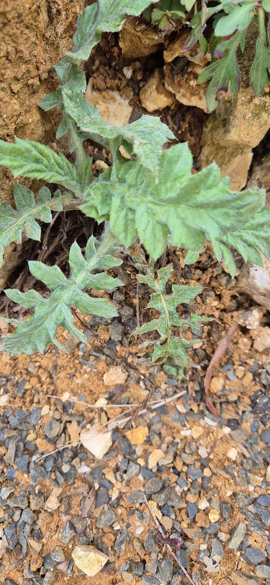 Echinops bannaticus (Blue Globe Thistle) (alternate view 14)