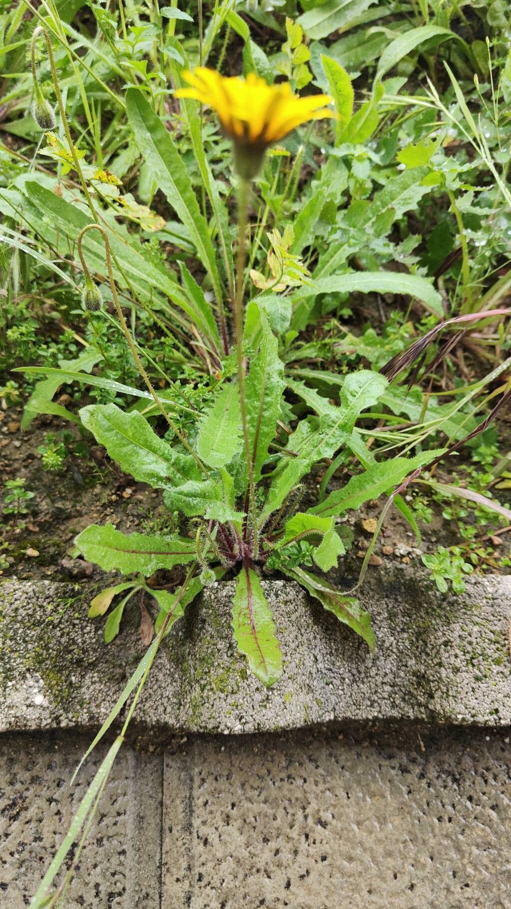 Leontodon hispidus (Rough Hawkbit) (alternate view 15)