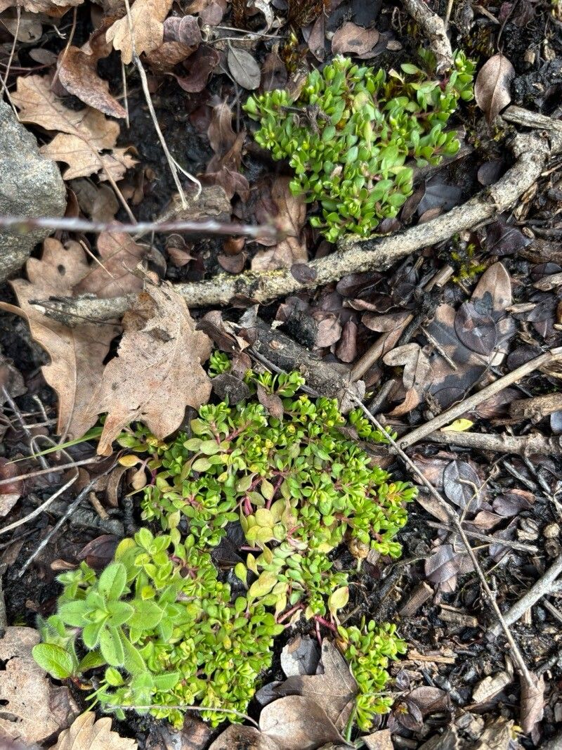 Montia fontana (blinks) (alternate view 15)