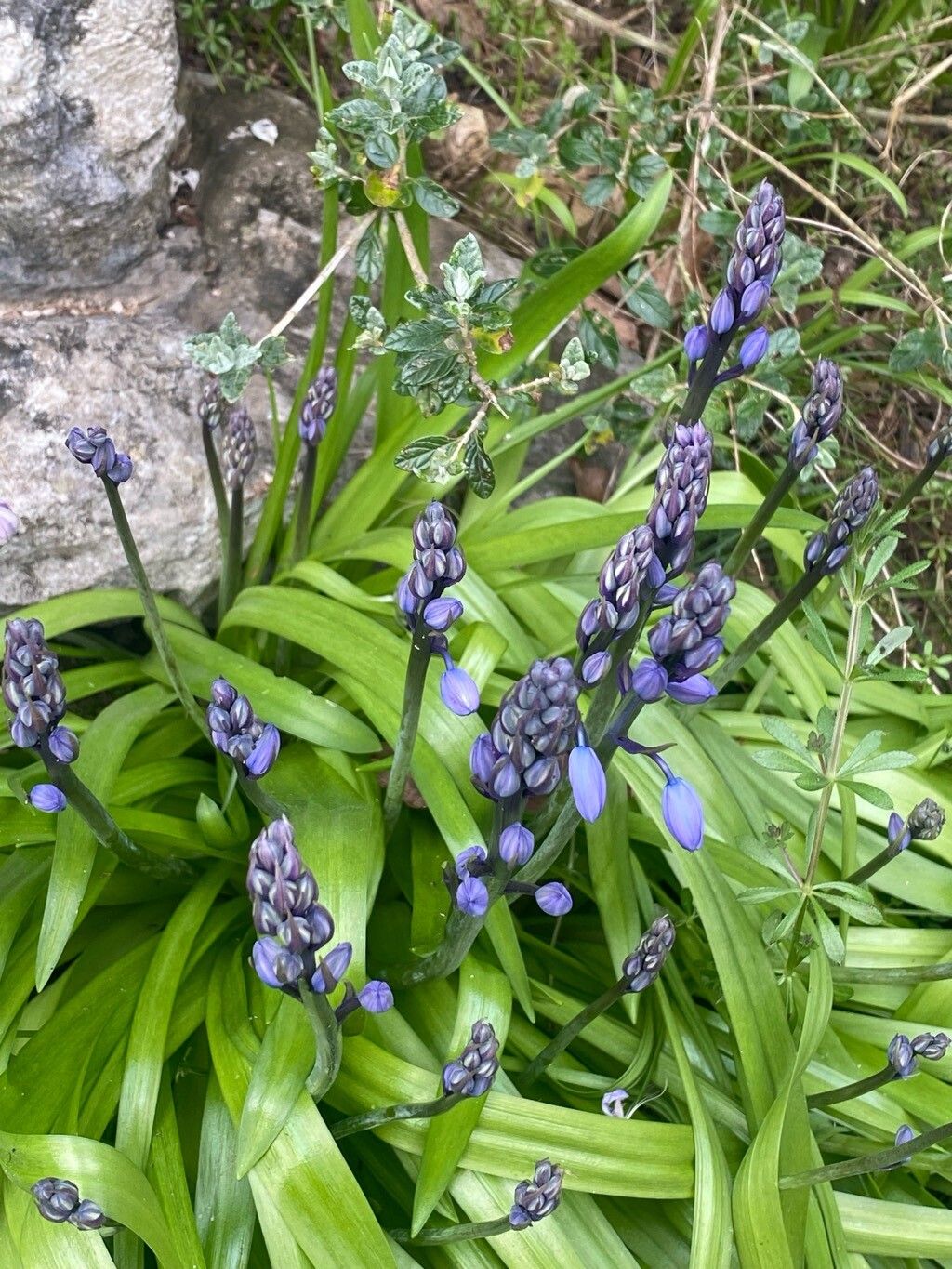 Hyacinthoides × massartiana (Hybrid bluebell) (alternate view 3)