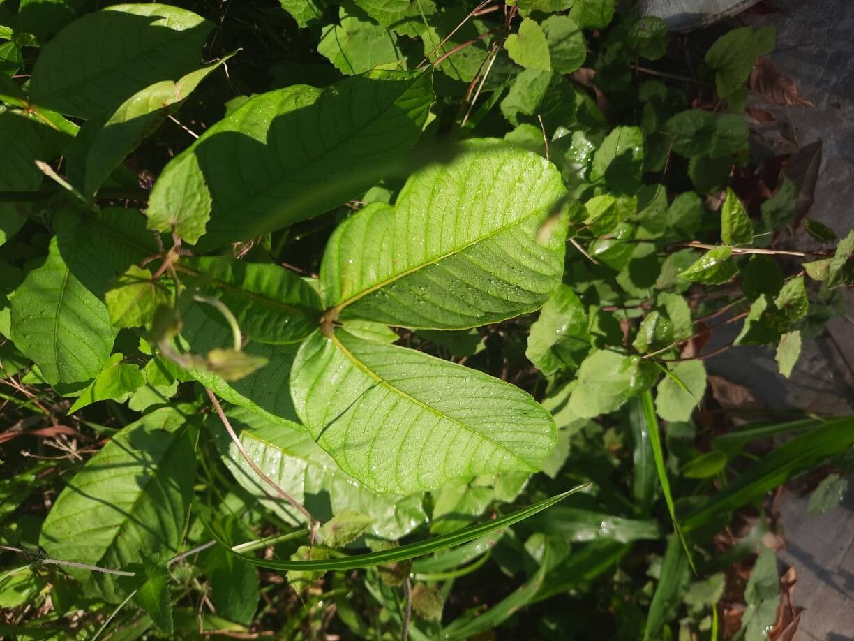 Inga edulis (Ice Cream Bean) (alternate view 11)