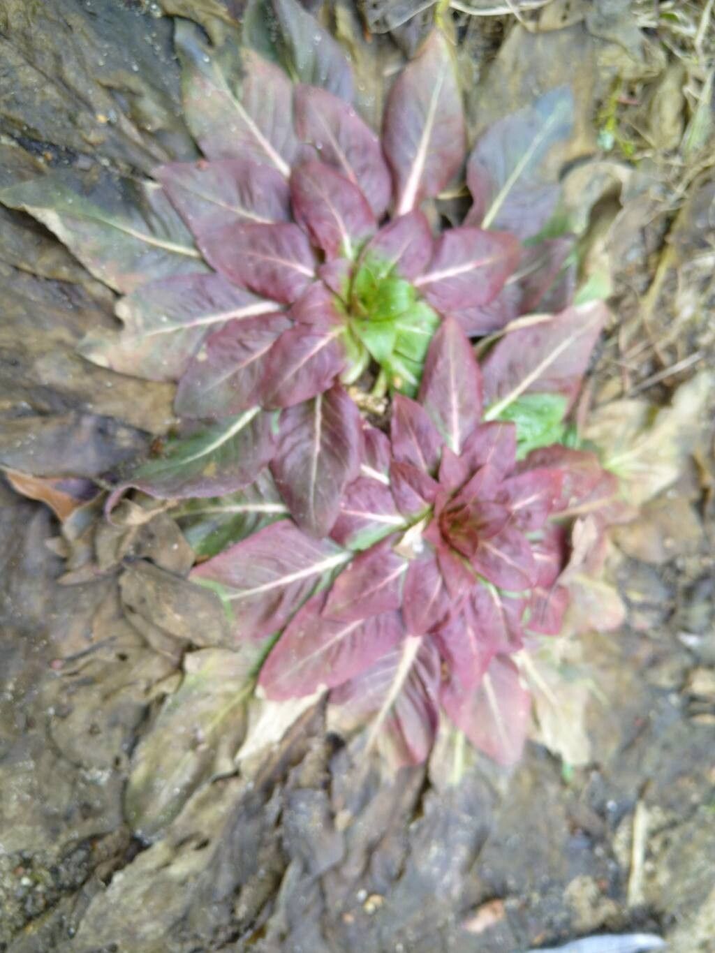 Oenothera parviflora (northern evening-primrose)