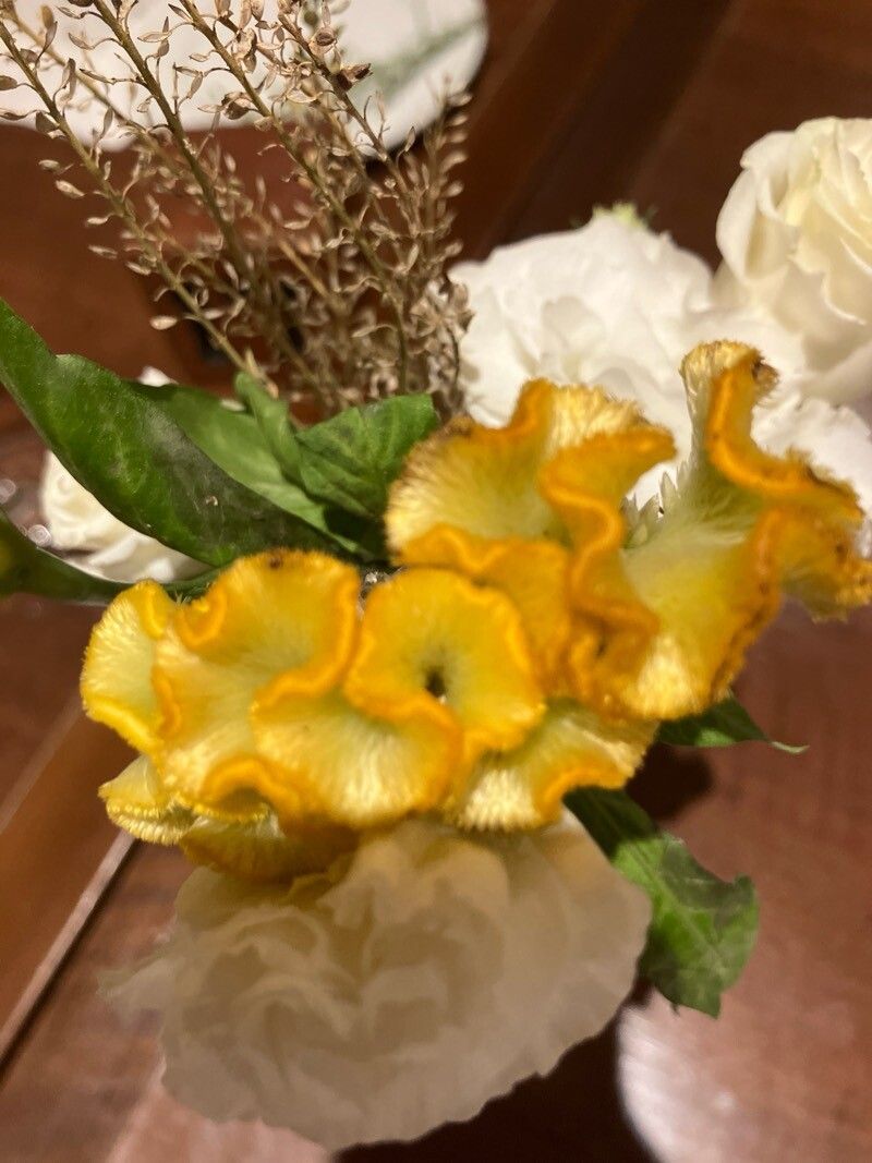 Celosia (Cockscombs) (alternate view 3)