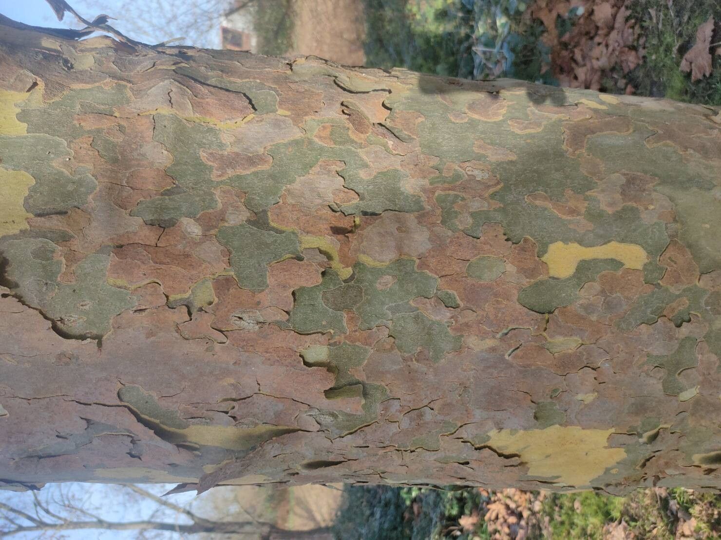 Platanus × hispanica (London Plane) (alternate view 5)