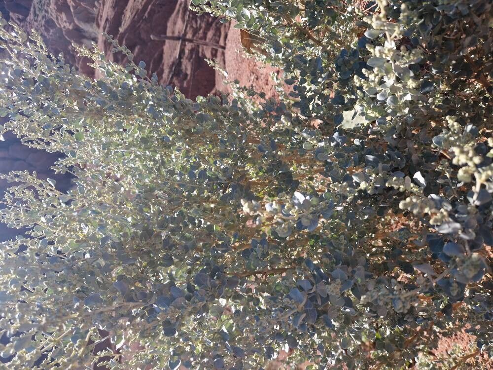 Atriplex halimus (alternate view 3)