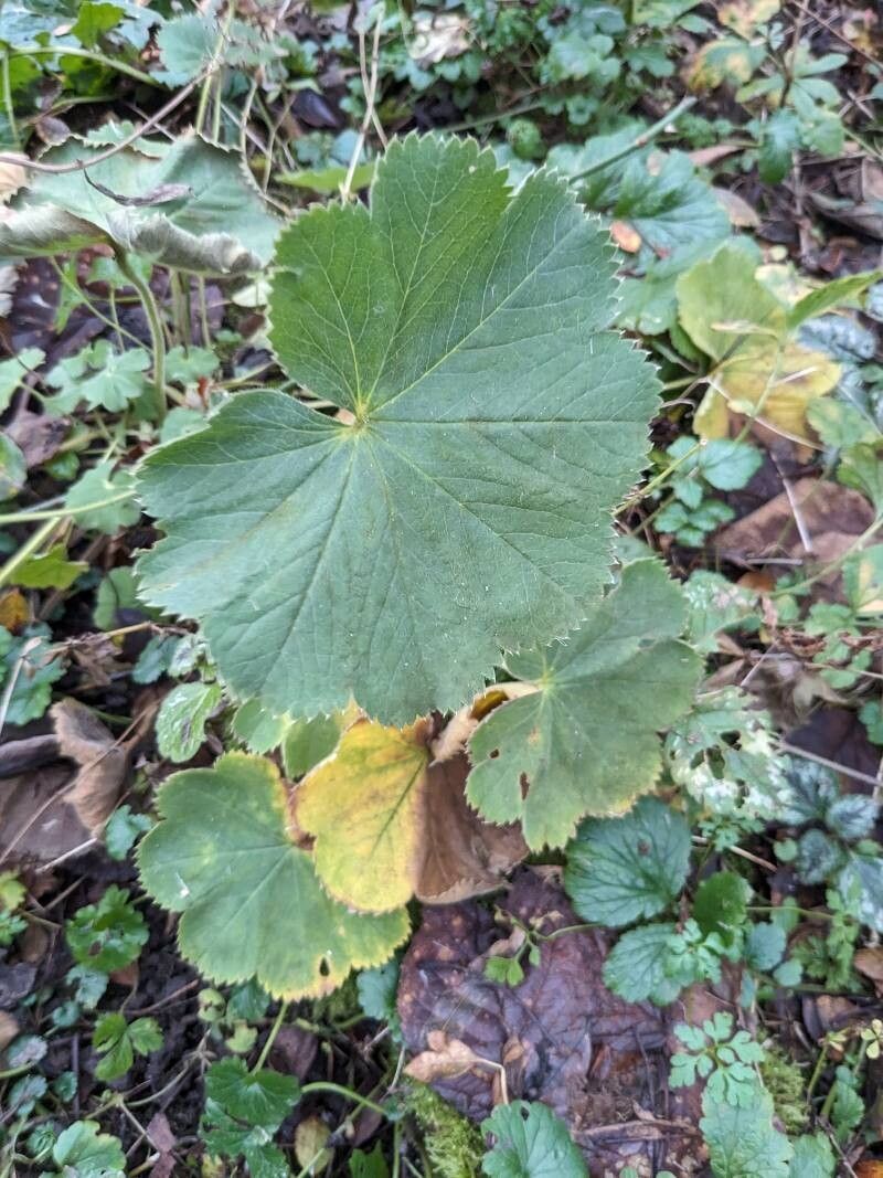 Alchemilla mollis (Lady's Mantle) (alternate view 14)