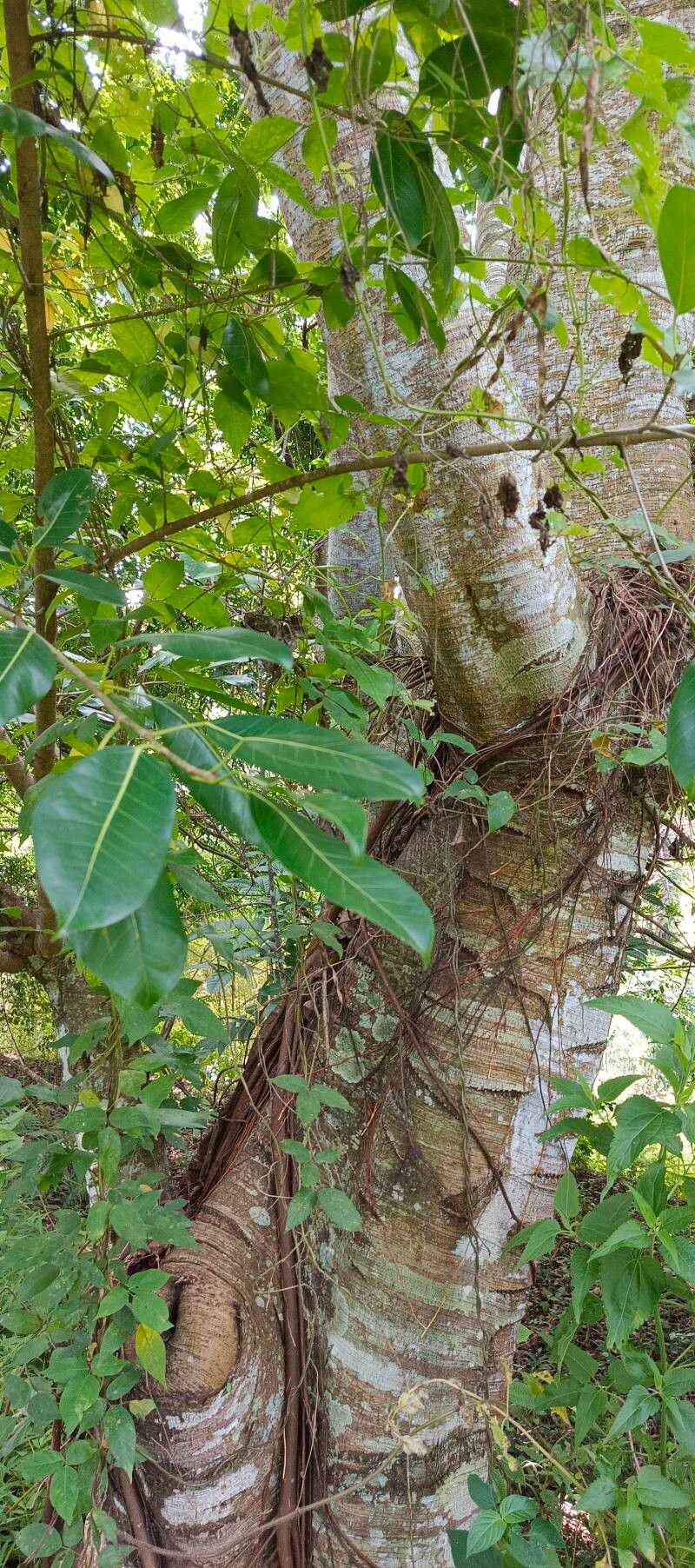 Ficus virens (White fig) (alternate view 11)