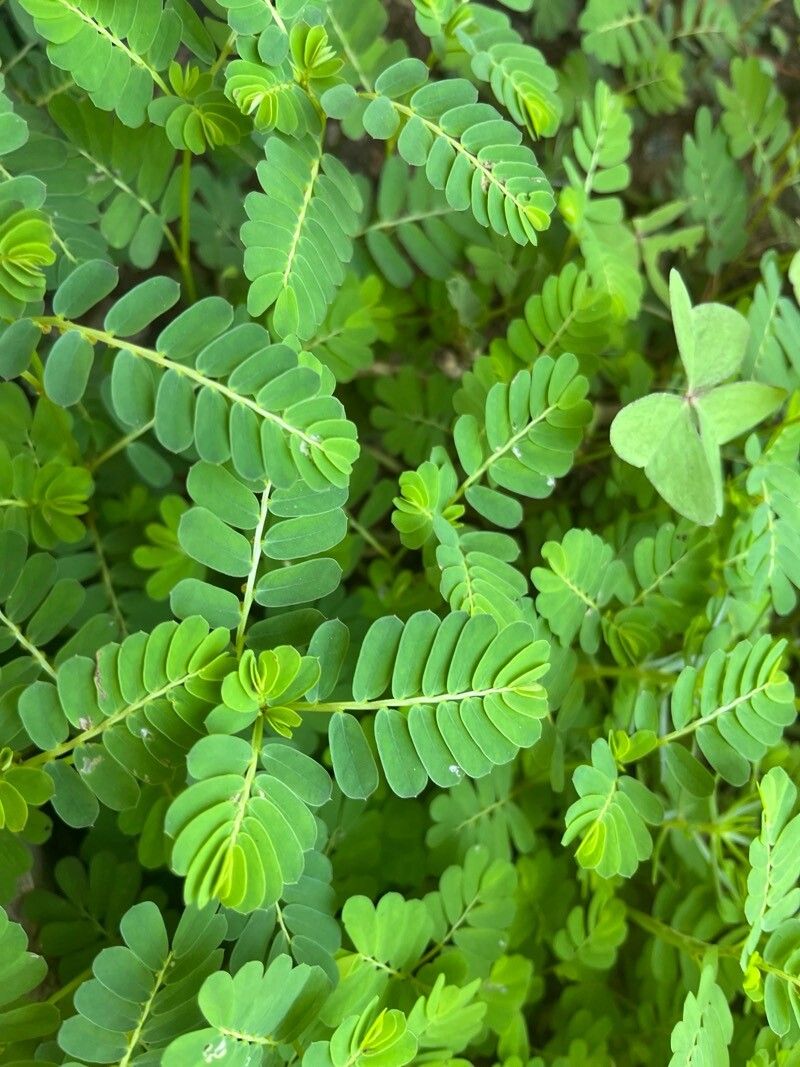 Phyllanthus urinaria (Chamberbitter) (alternate view 9)