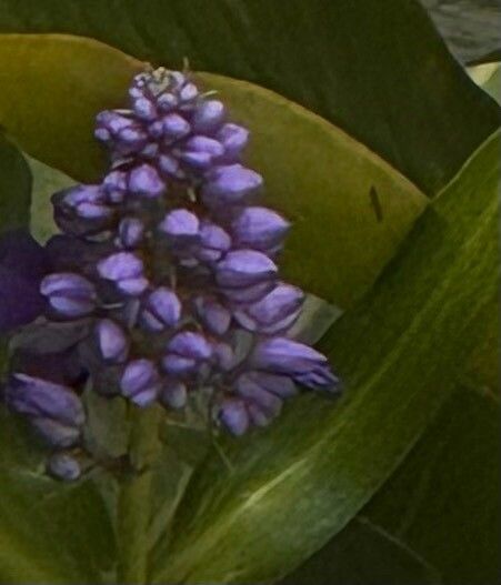 Dichorisandra thyrsiflora (Blue Ginger)