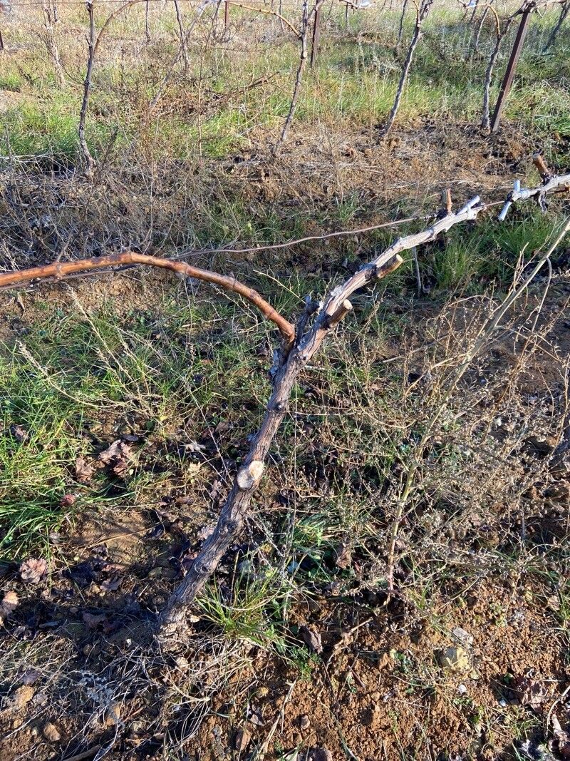 Vitis vinifera (grape) (alternate view 10)