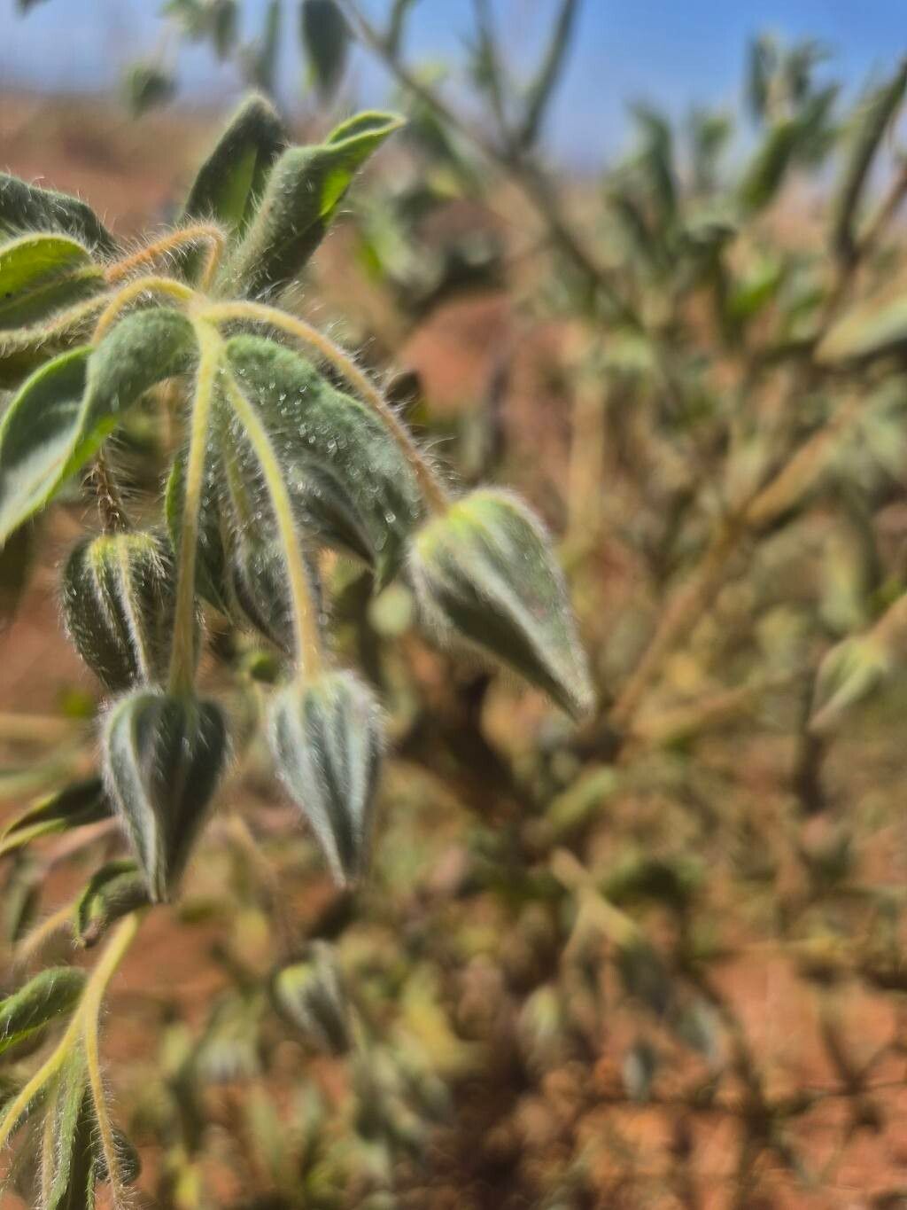 Trichodesma zeylanicum (camel bush) (alternate view 11)