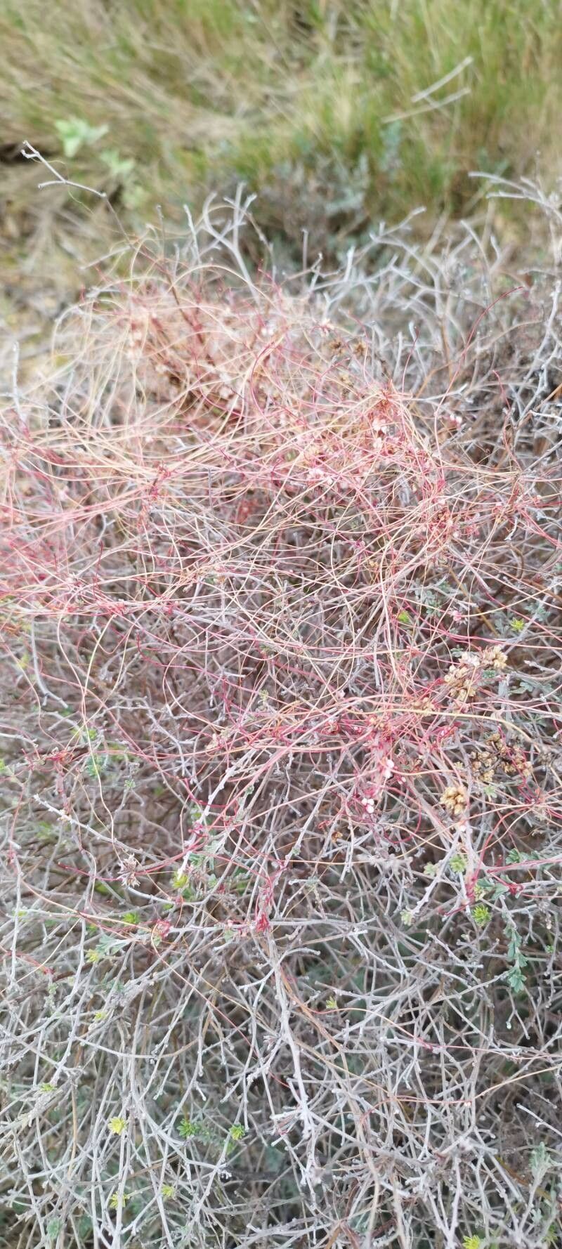 Cuscuta epithymum (Clover Dodder) (alternate view 14)