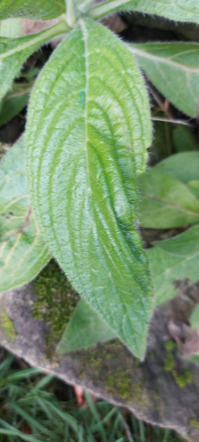 Echium pininana (Giant Viper's-bugloss) (alternate view 6)