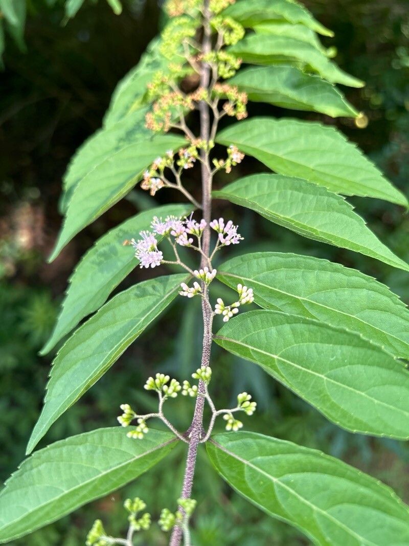 Callicarpa dichotoma (Purple Beautyberry) (alternate view 12)