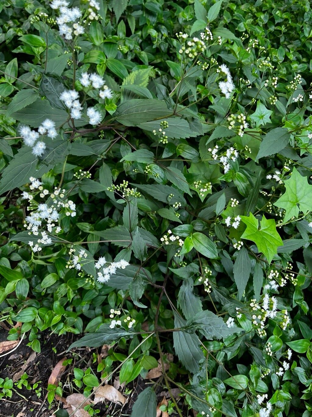Ageratina riparia (mist flower) (alternate view 12)