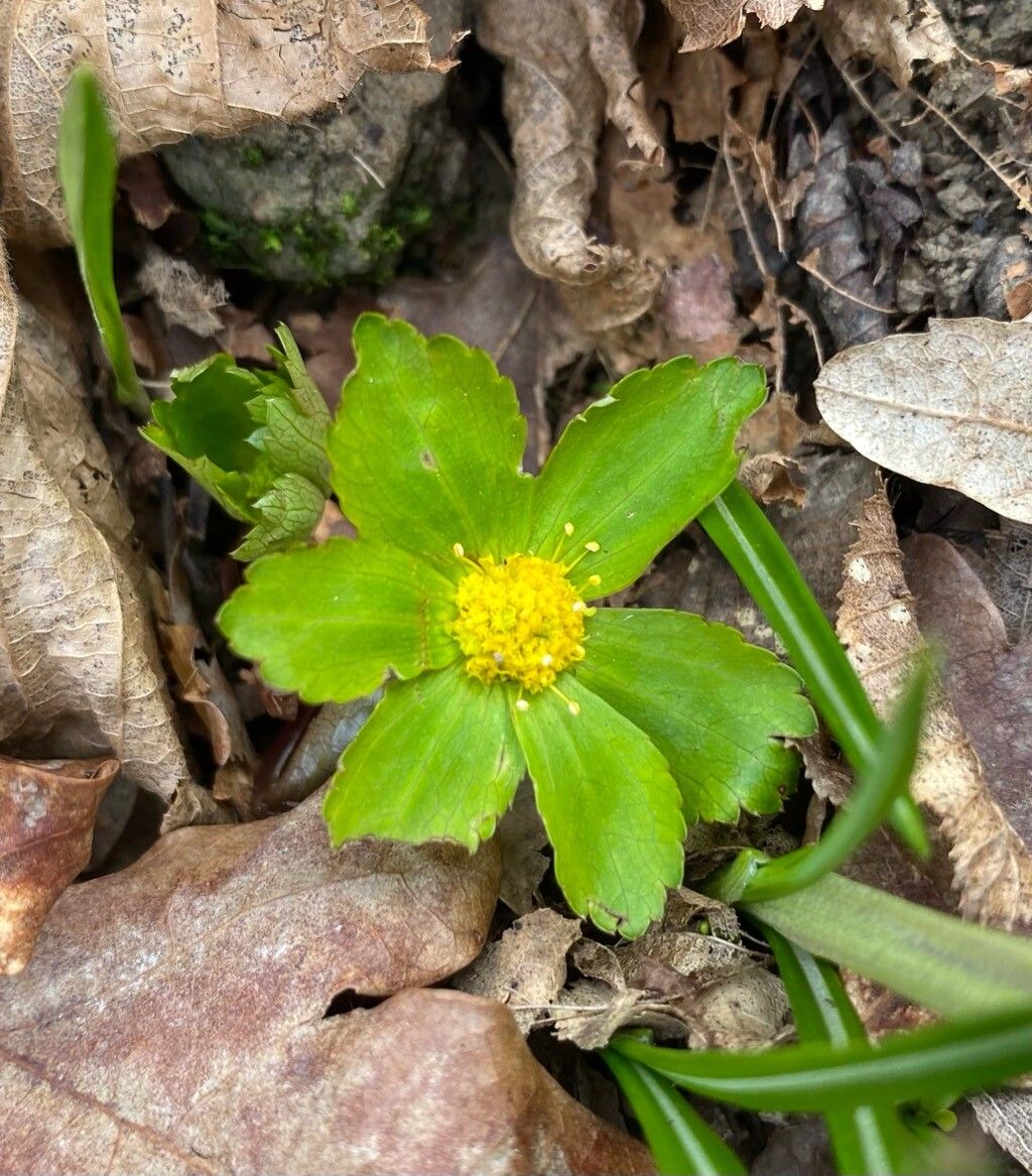 Hacquetia epipactis (hacqetia) (alternate view 2)
