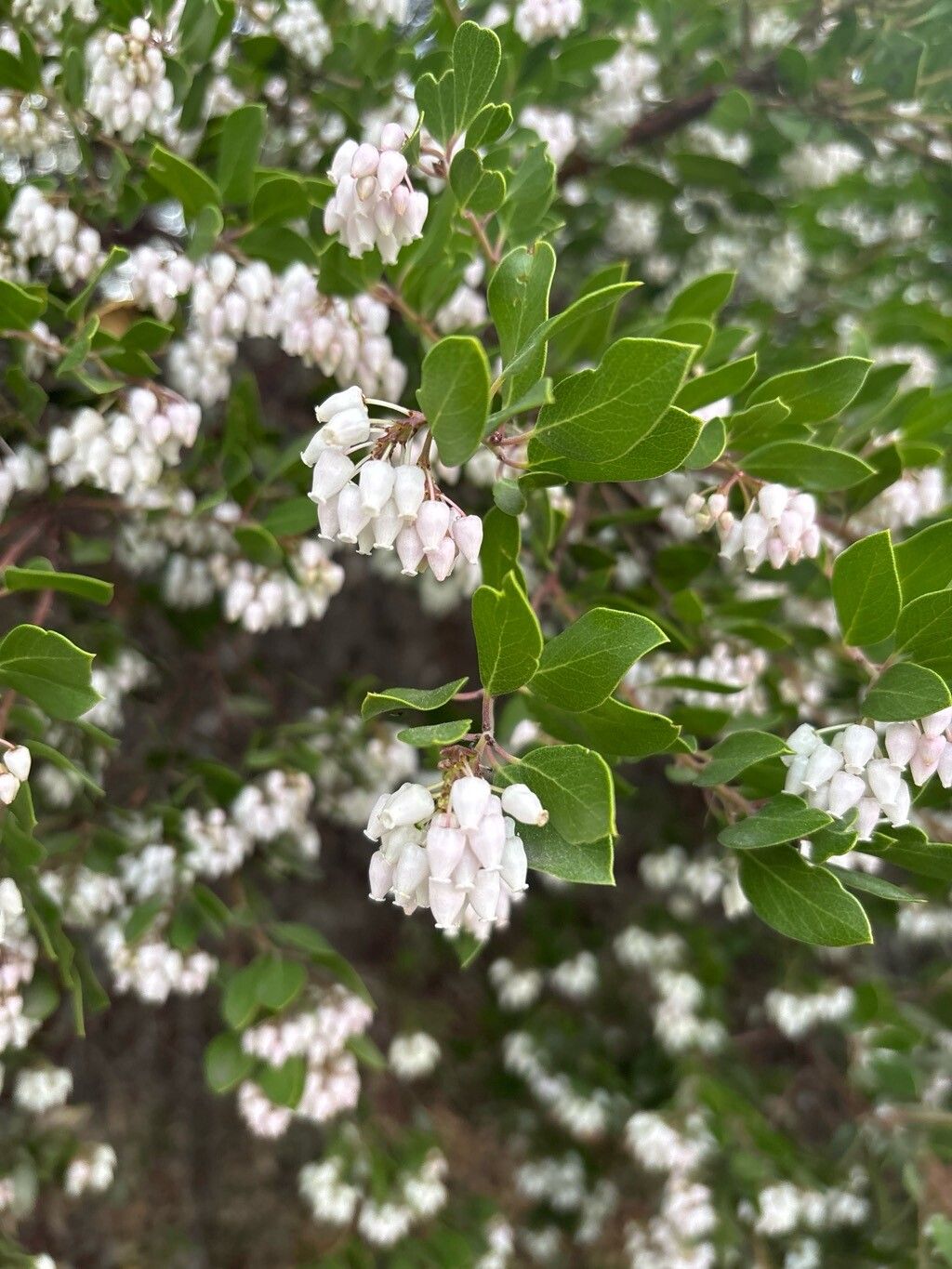 Arctostaphylos manzanita (Dr. Hurd Manzanita)
