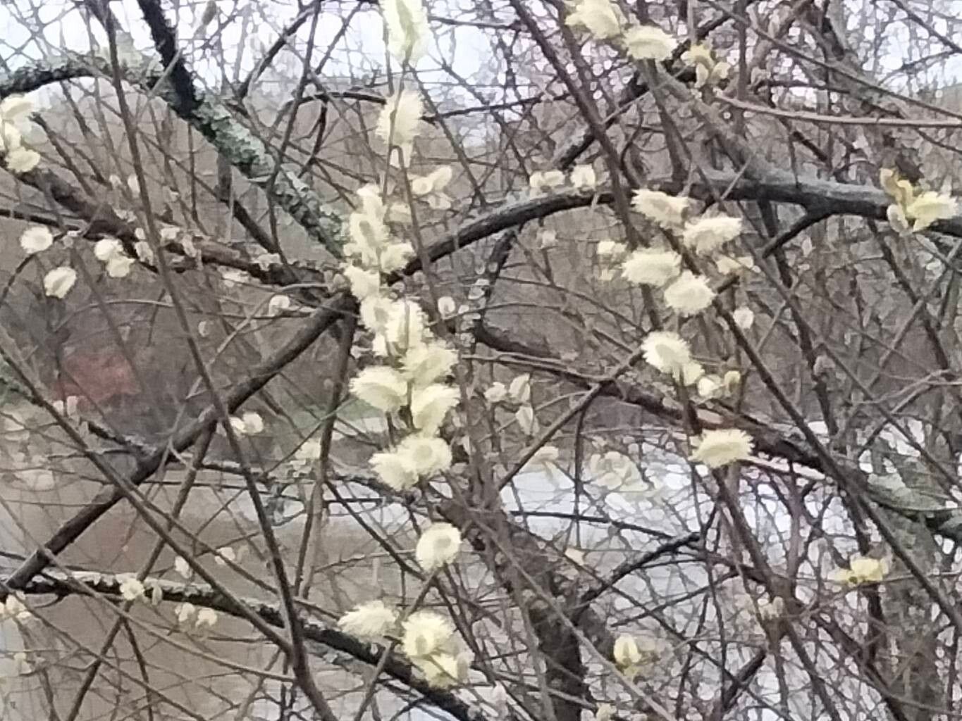 Salix atrocinerea (Rusty Willow) (alternate view 7)