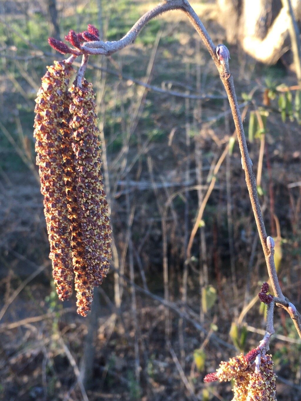 Alnus serrulata (smooth alder) (alternate view 11)