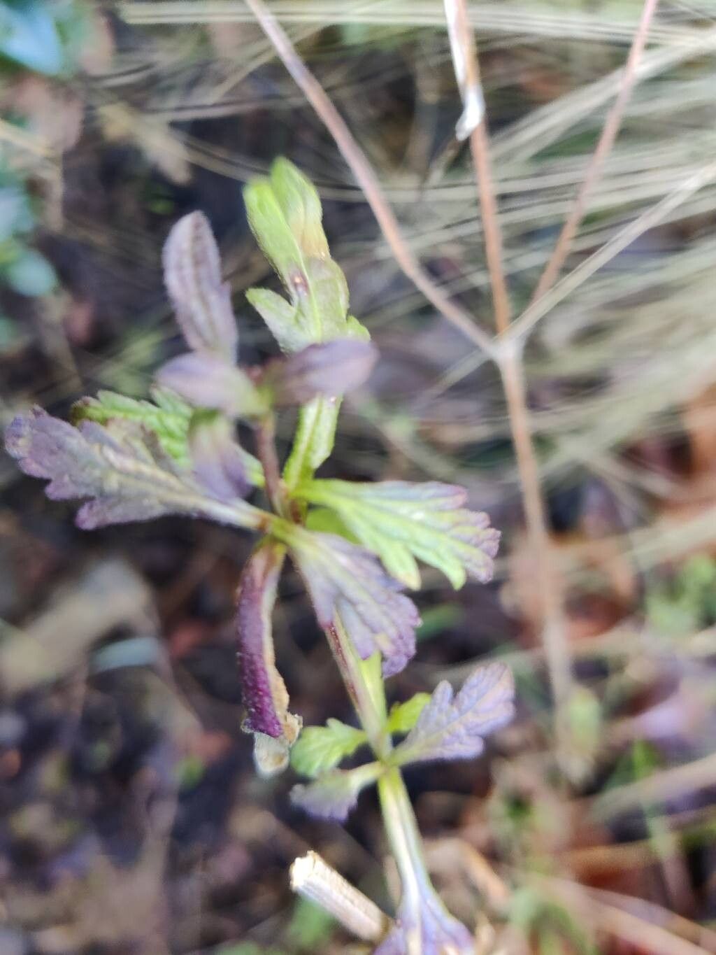 Verbena officinalis (Common vervain) (alternate view 12)