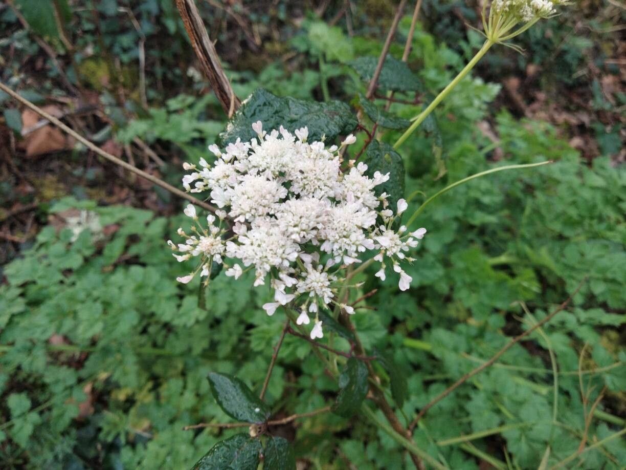 Oenanthe pimpinelloides (Corky-fruited Water-dropwort) (alternate view 13)
