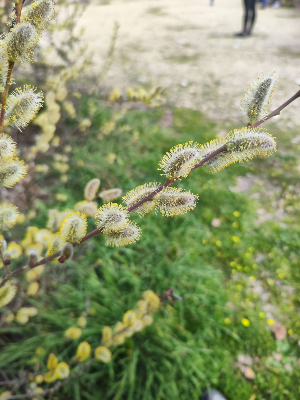 Salix atrocinerea (Rusty Willow) (alternate view 6)
