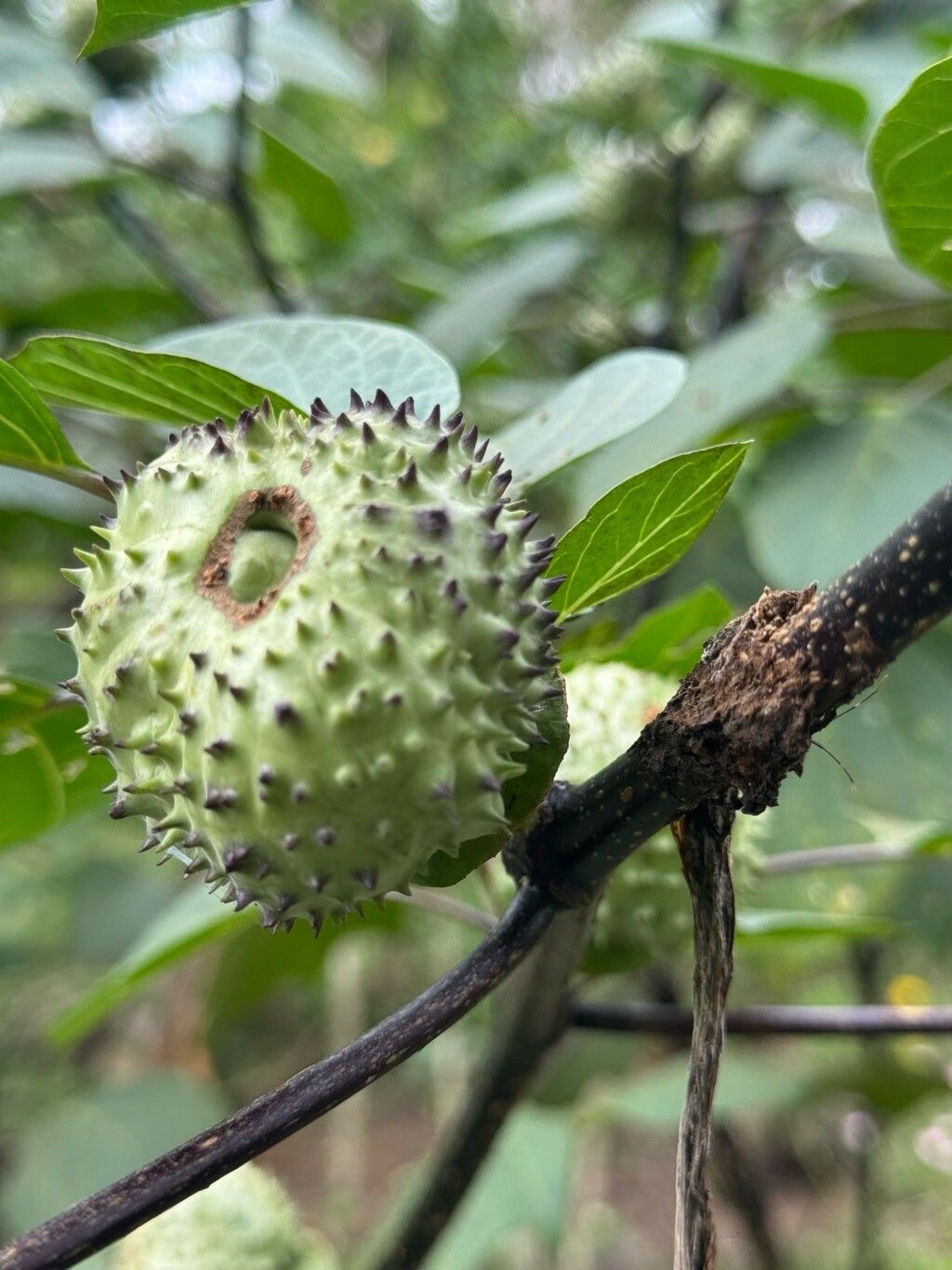 Datura metel (Devil's Trumpet Plant) (alternate view 7)