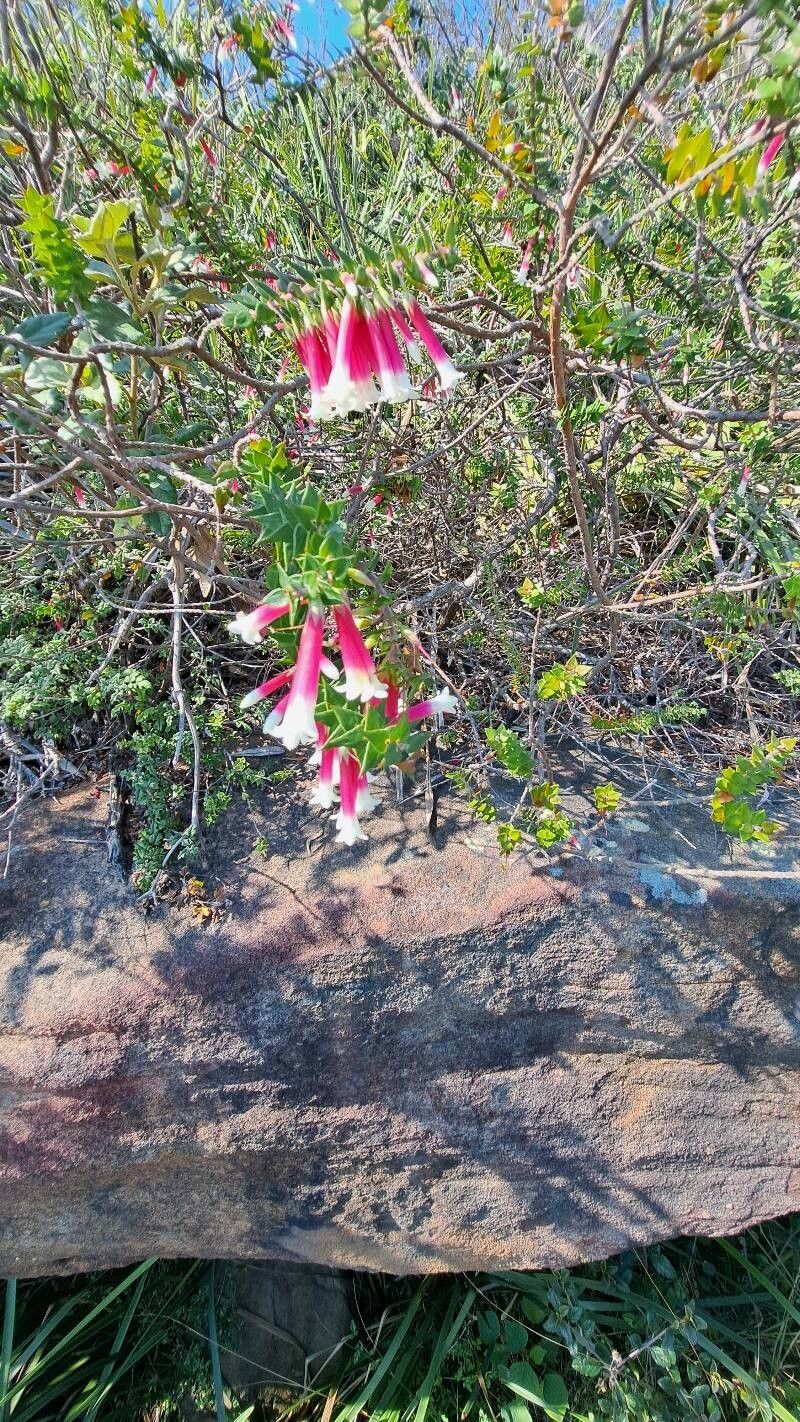 Epacris longiflora (Fuchsia Heath) (alternate view 11)