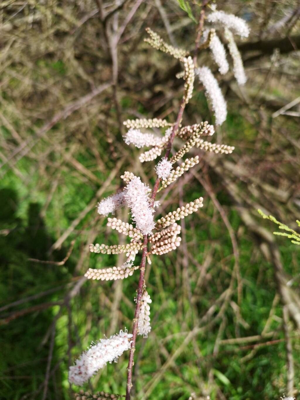 Tamarix gallica (French tamarisk) (alternate view 12)