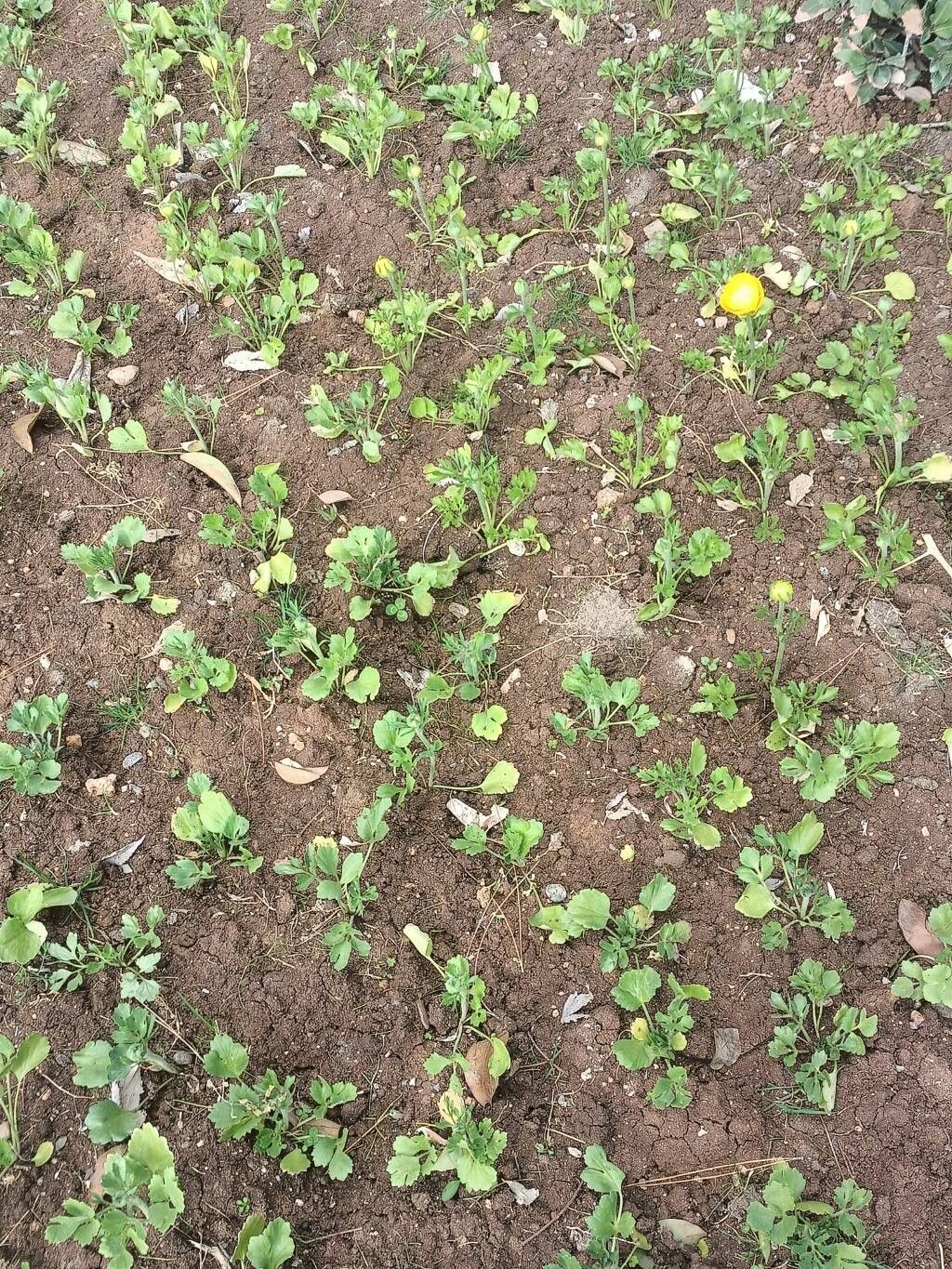 Ranunculus asiaticus (Persian Buttercup) (alternate view 11)