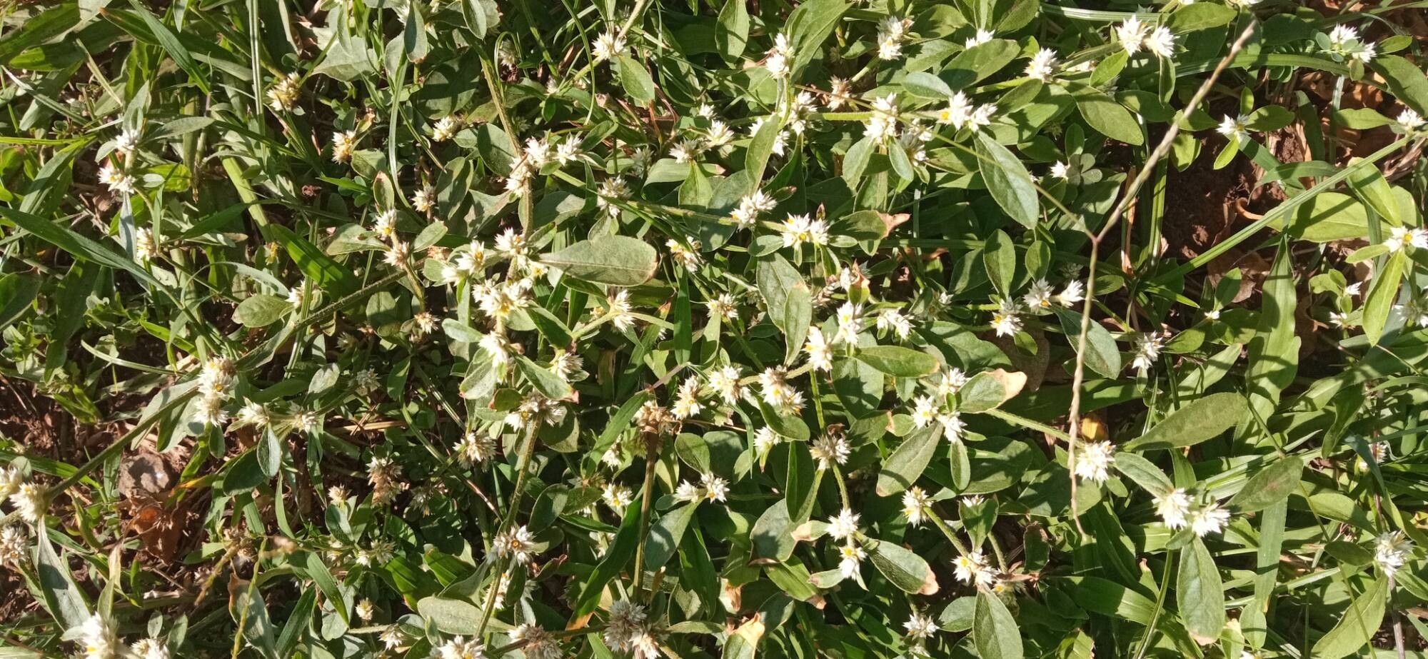 Alternanthera ficoidea (Joseph's Coat) (alternate view 2)