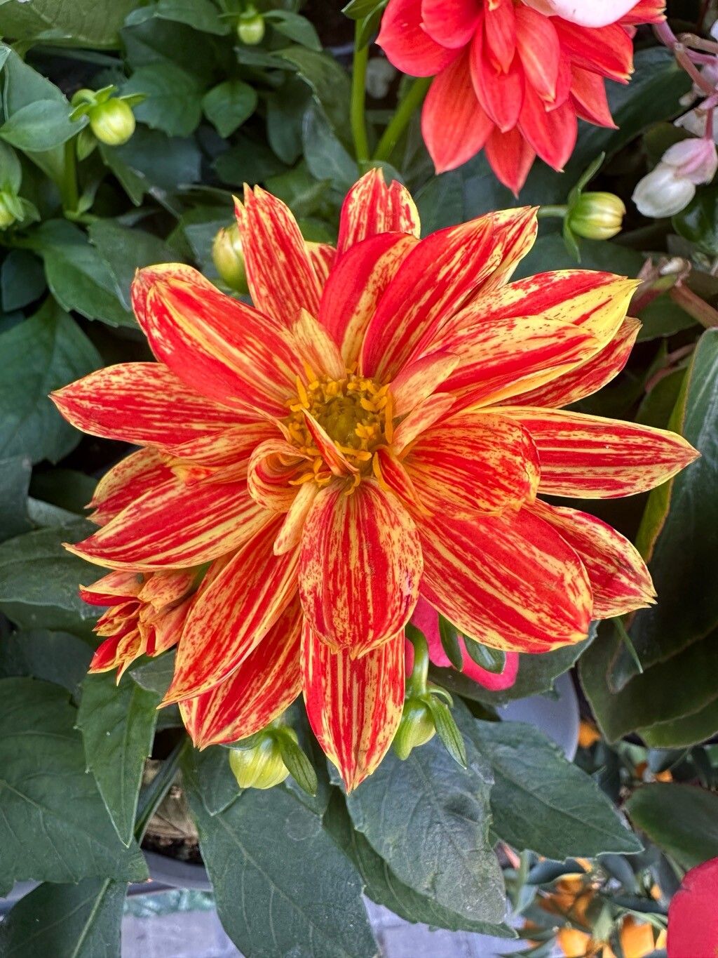 Dahlia pinnata (Garden Dahlia) (alternate view 8)