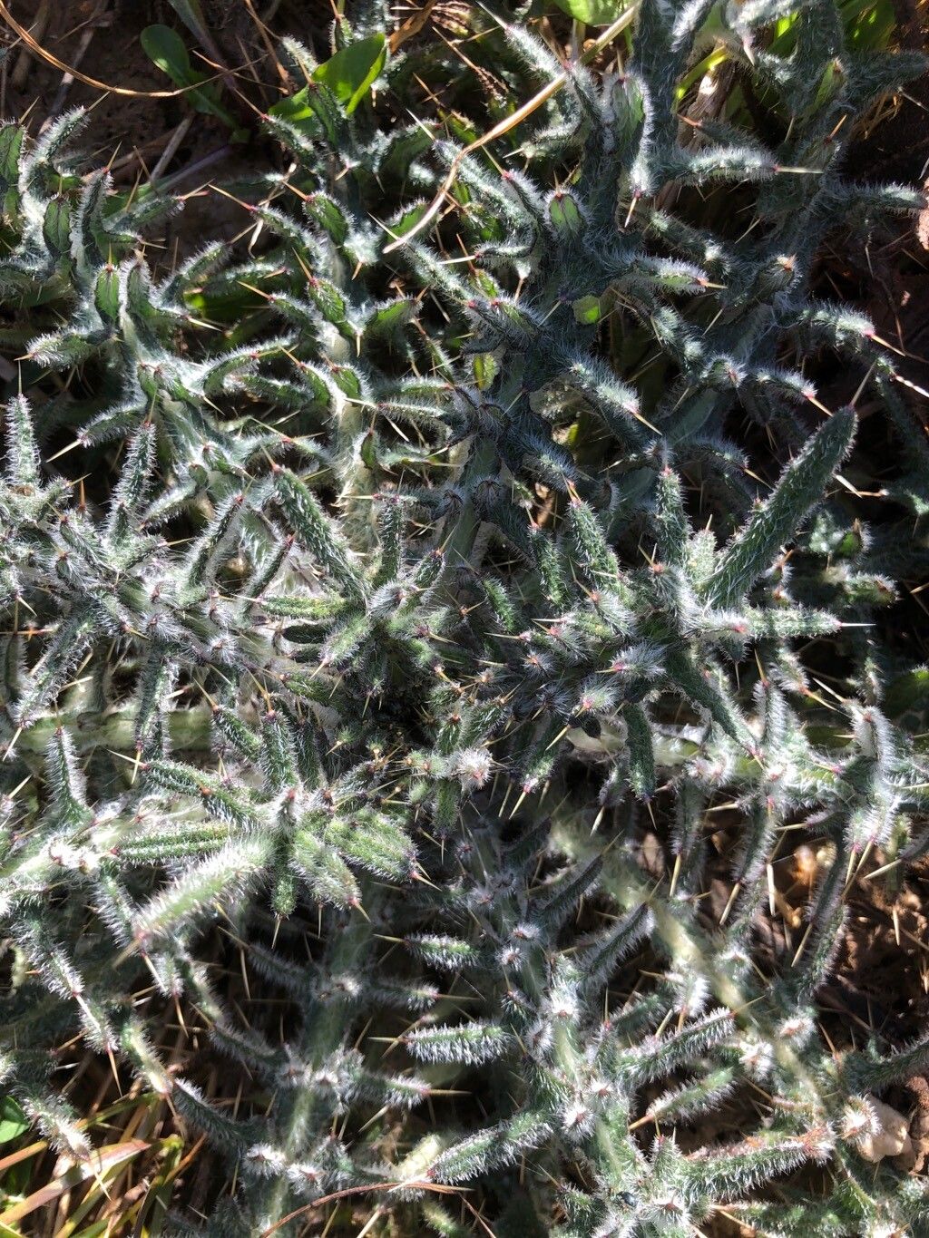 Lophiolepis eriophora (Woolly Thistle) (alternate view 14)