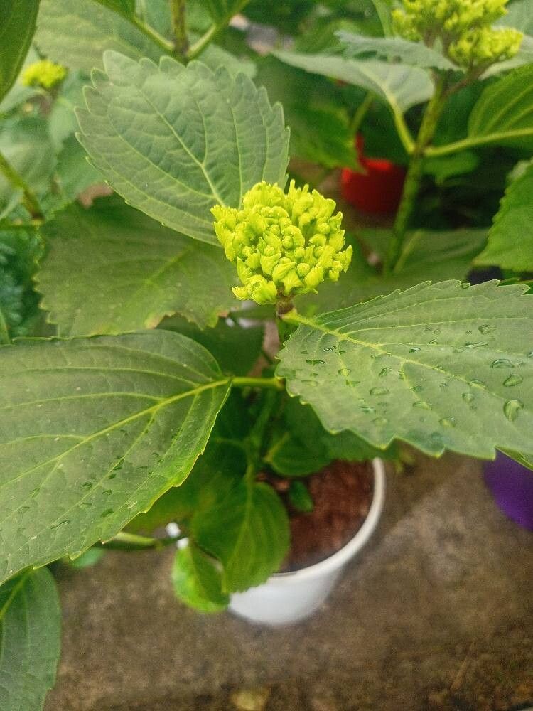 Hydrangea macrophylla (Bigleaf Hydrangea)