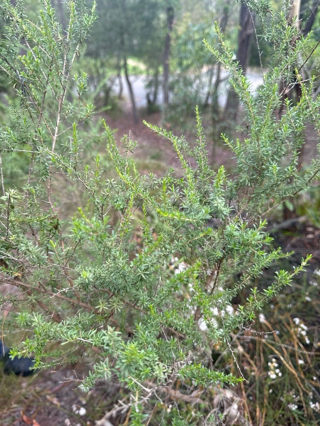 Kunzea ambigua (Butterfly Bush) (alternate view 11)