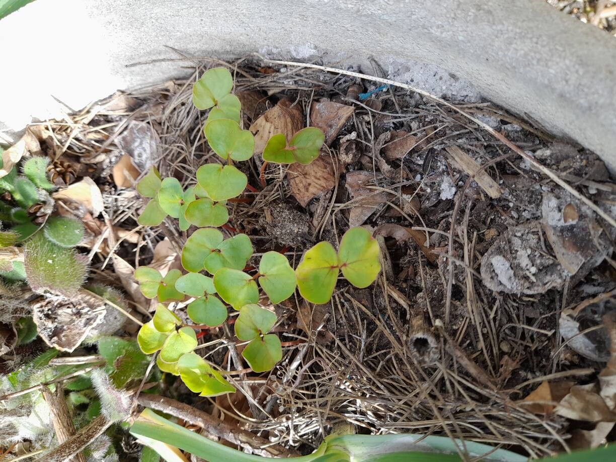 Fagopyrum esculentum (Common Buckwheat) (alternate view 13)
