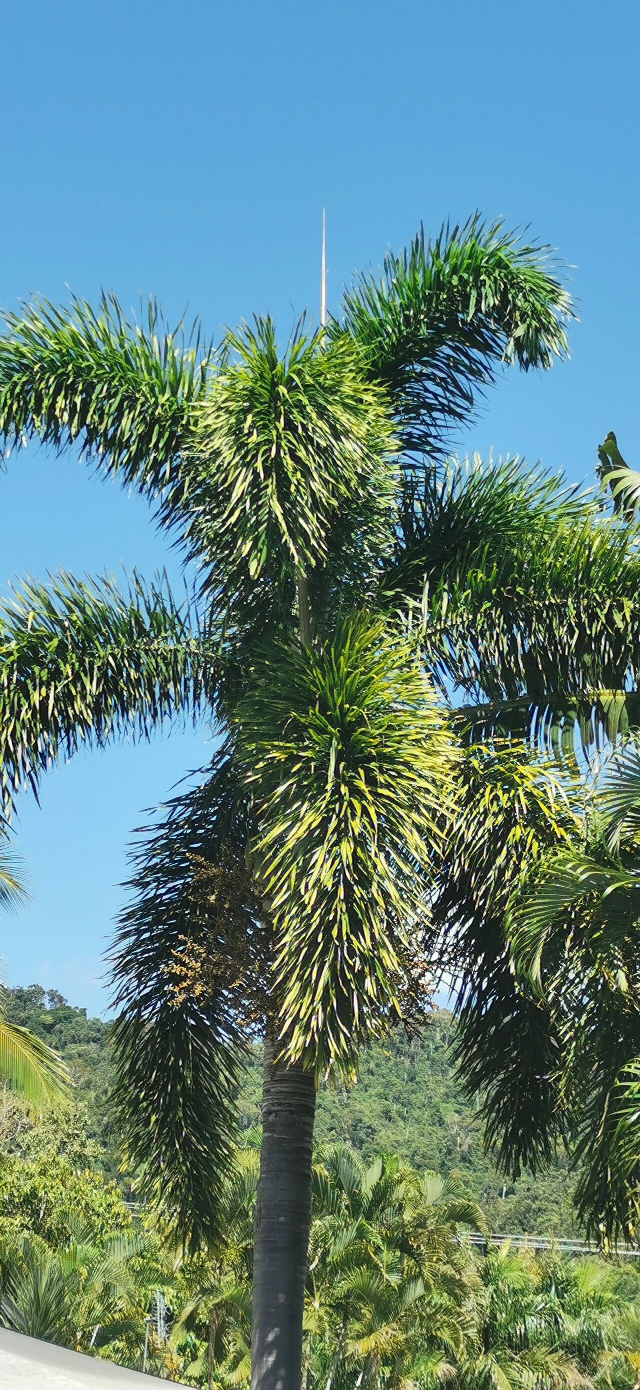 Wodyetia bifurcata (Foxtail Palm Tree)