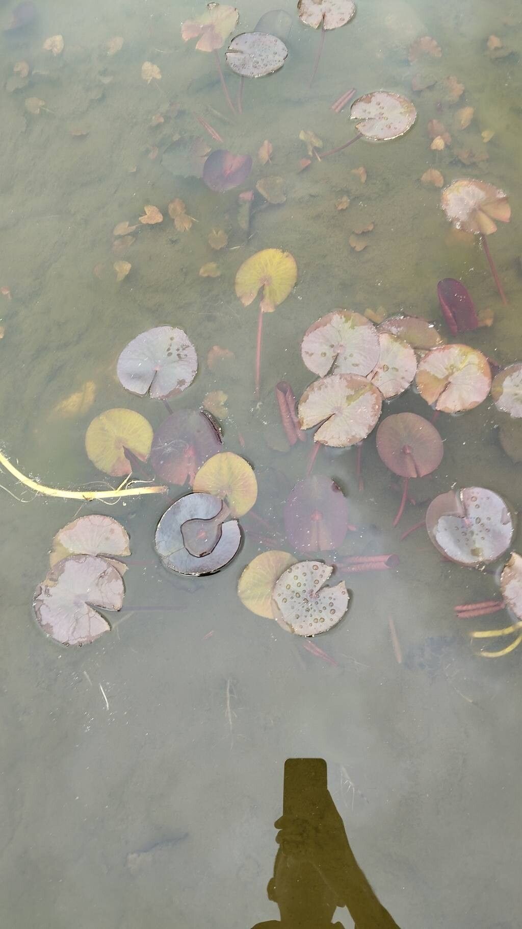 Nymphaea alba (European White Waterlily) (alternate view 13)