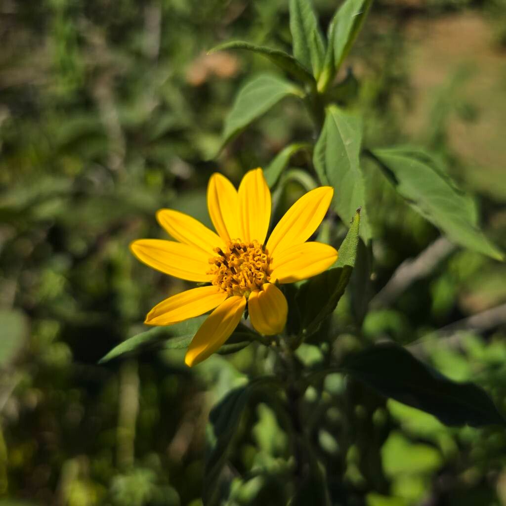 Helianthus tuberosus (Jerusalem artichoke) (alternate view 11)