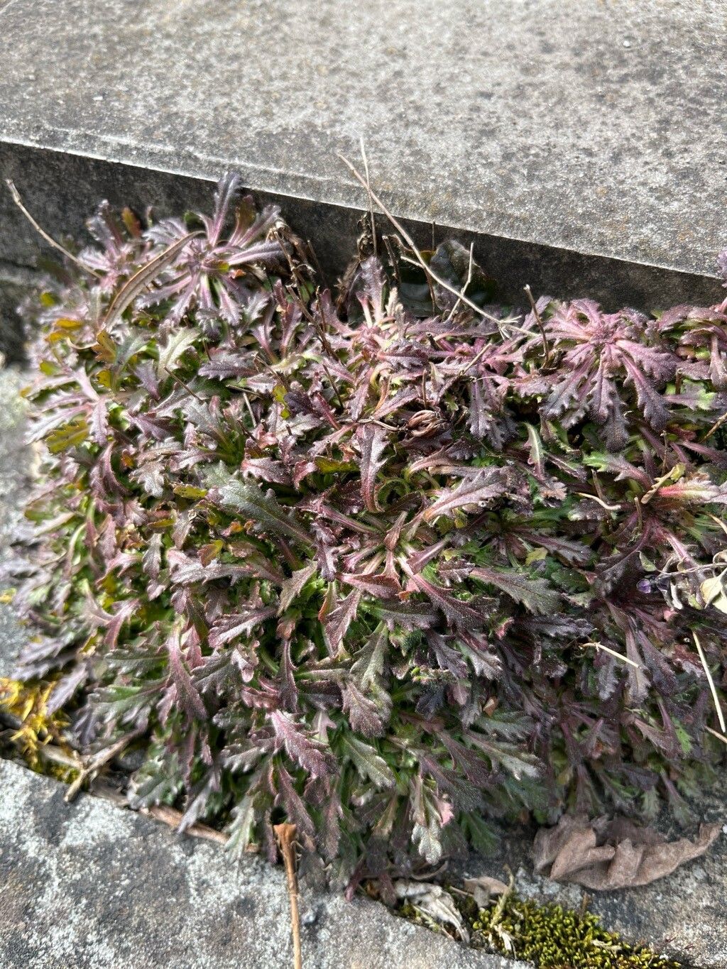 Erinus alpinus (Fairy Foxglove) (alternate view 12)