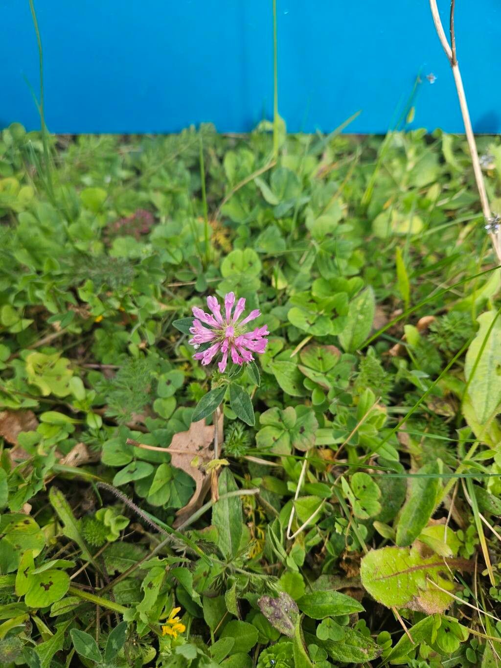 Trifolium medium (Zigzag Clover) (alternate view 12)