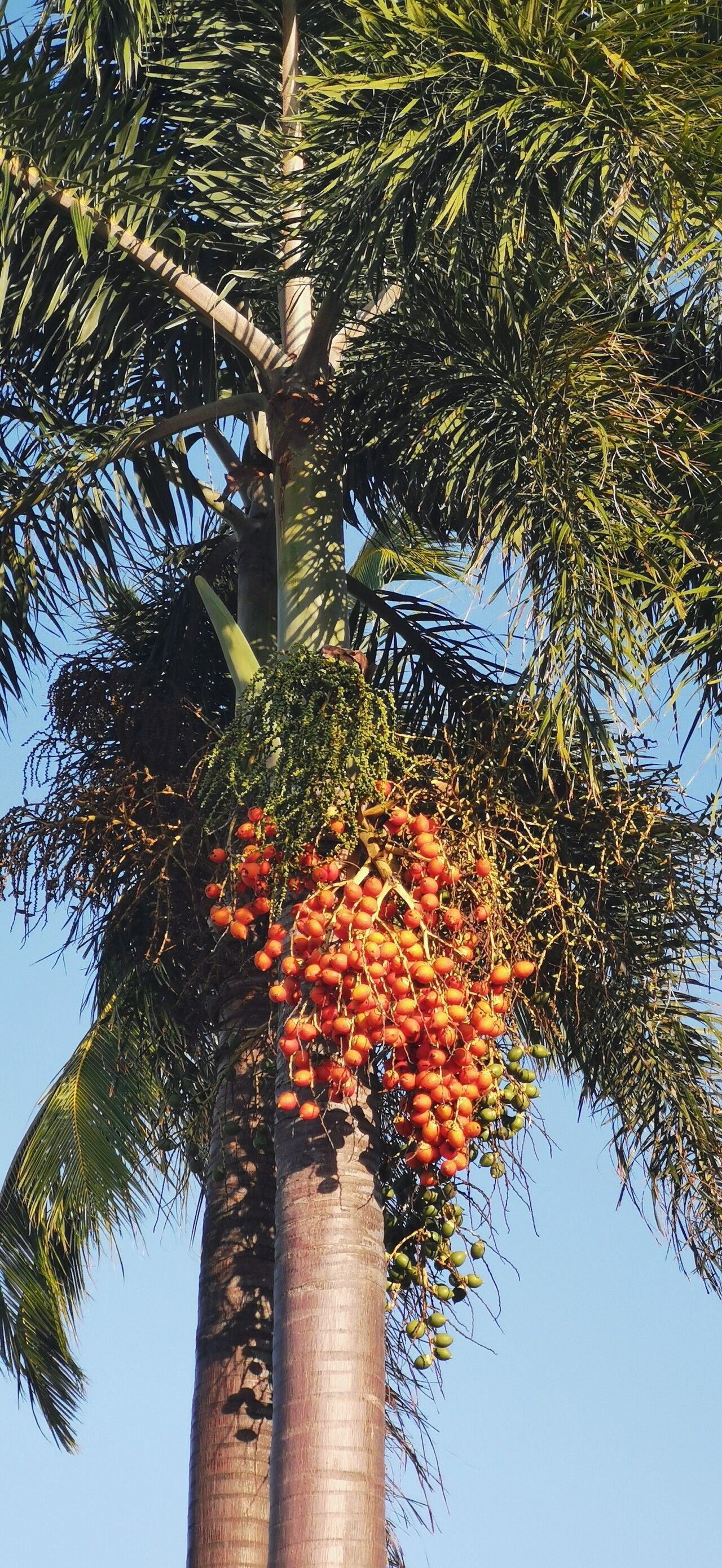 Wodyetia bifurcata (Foxtail Palm Tree) (alternate view 4)