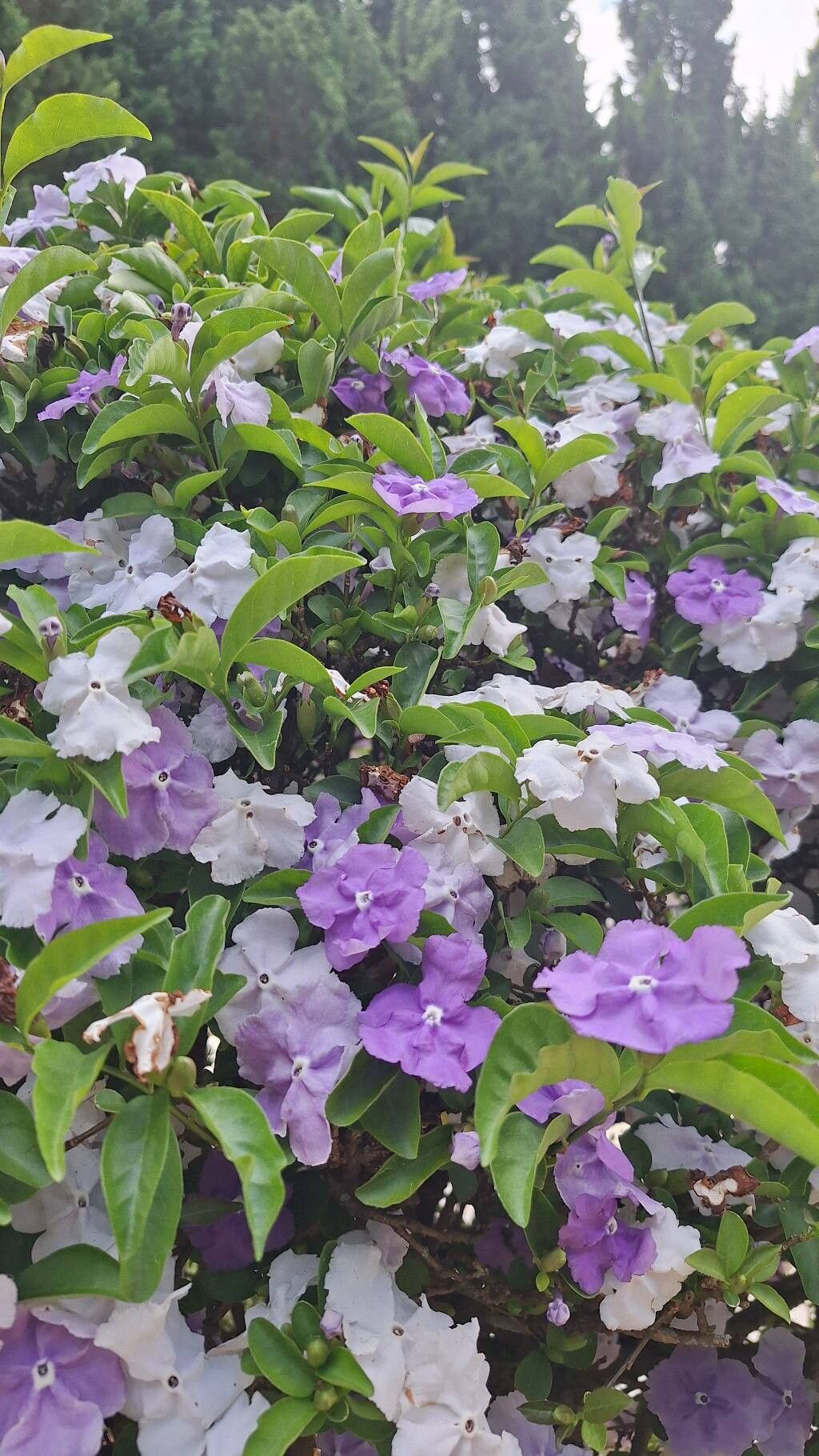 Brunfelsia (raintrees) (alternate view 4)