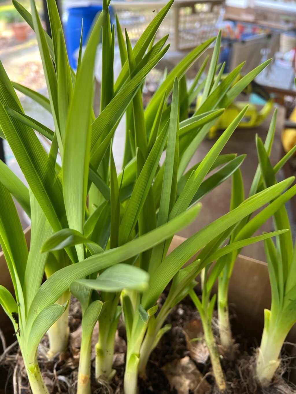 Hemerocallis lilioasphodelus (yellow daylily)