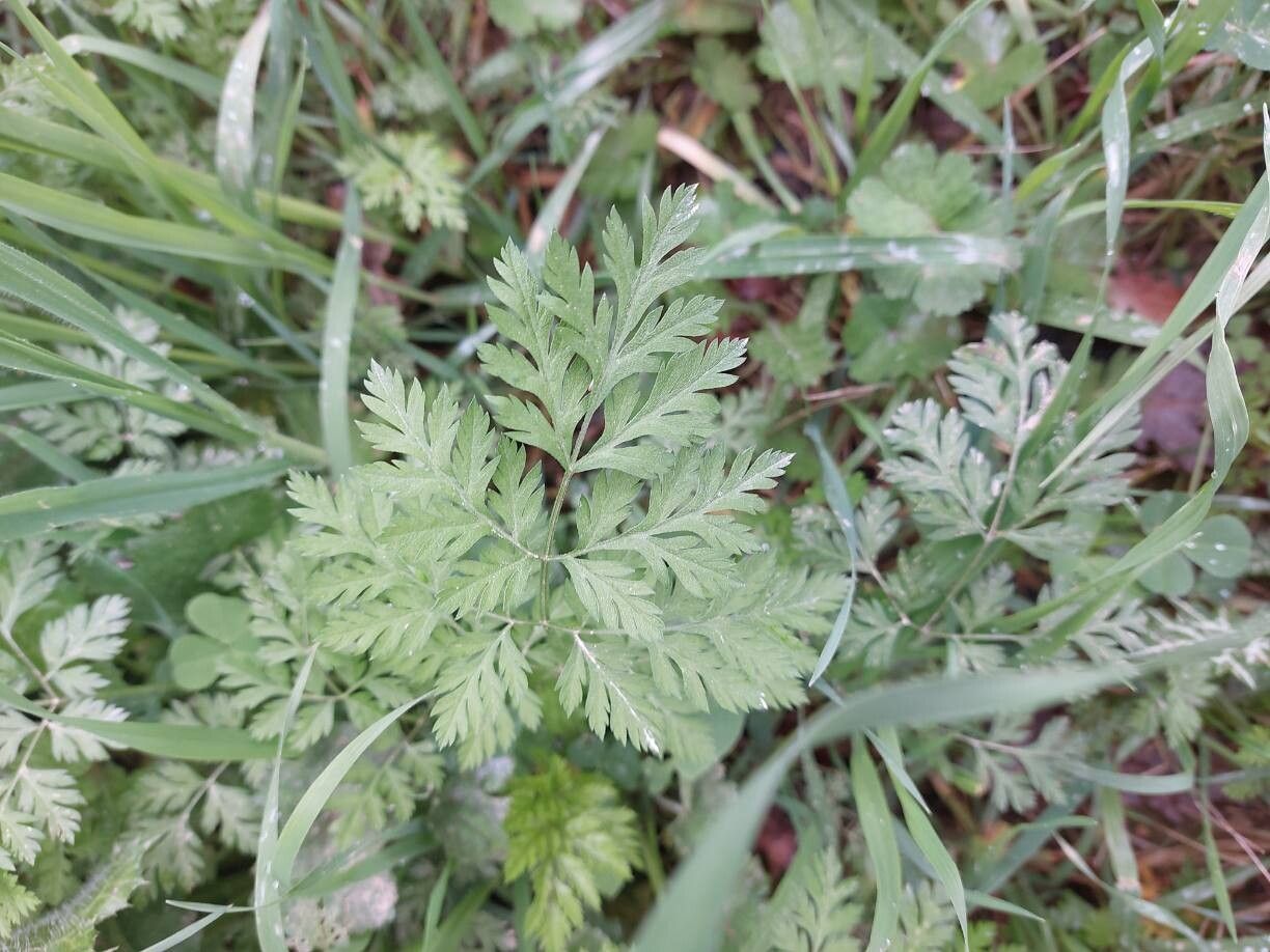 Aethusa cynapium (Fool's parsley) (alternate view 12)