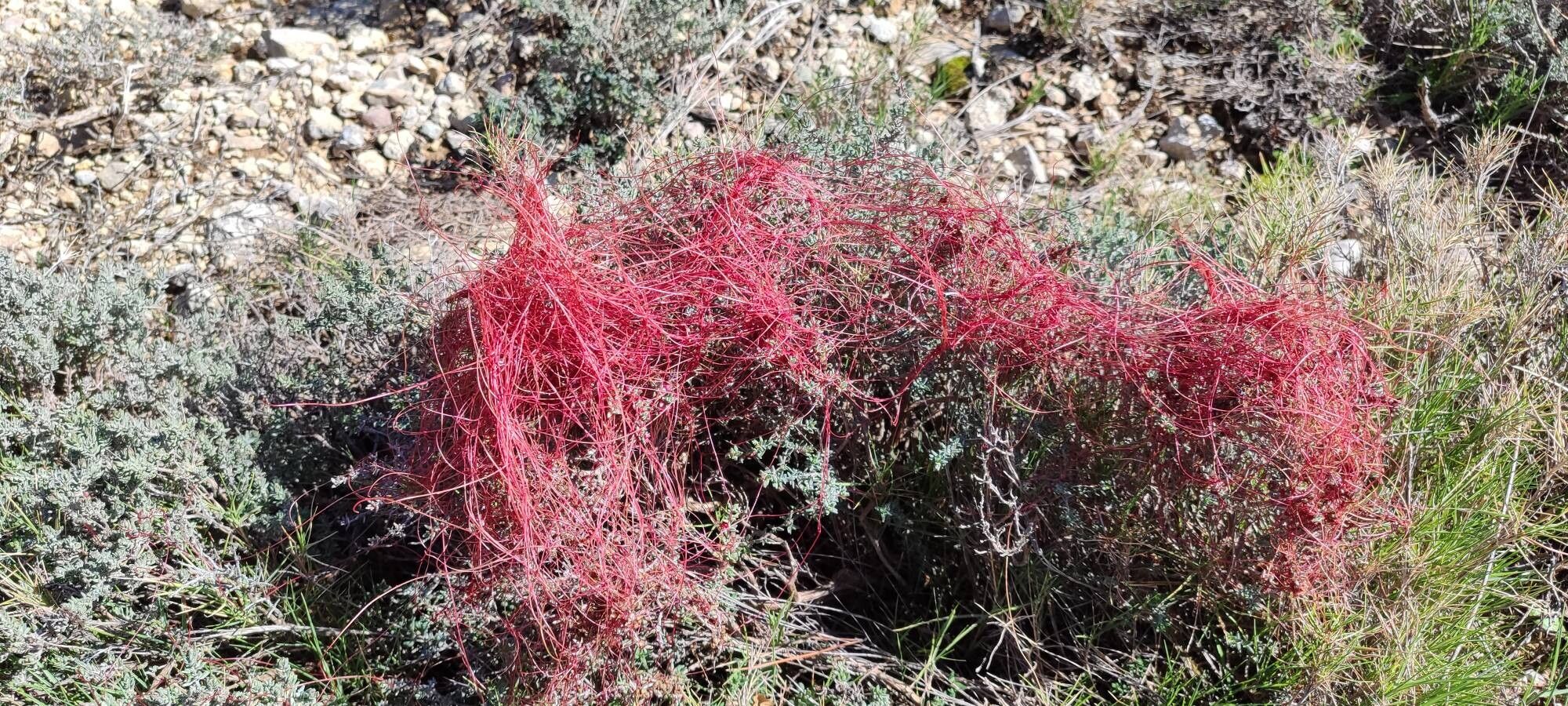 Cuscuta epithymum (Clover Dodder) (alternate view 15)