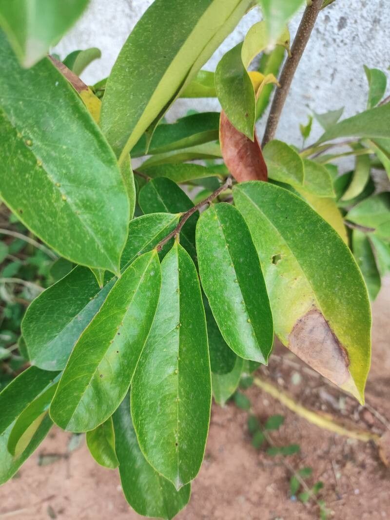 Annona muricata (Soursop) (alternate view 12)
