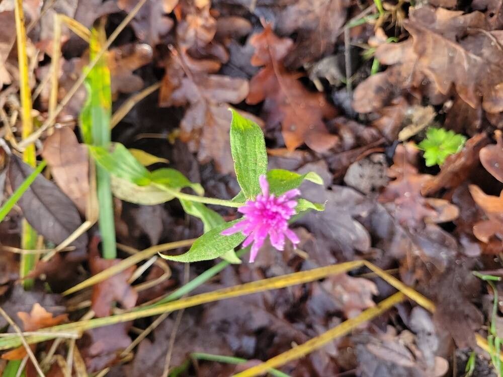 Centaurea nigrescens (meadow knapweed) (alternate view 11)