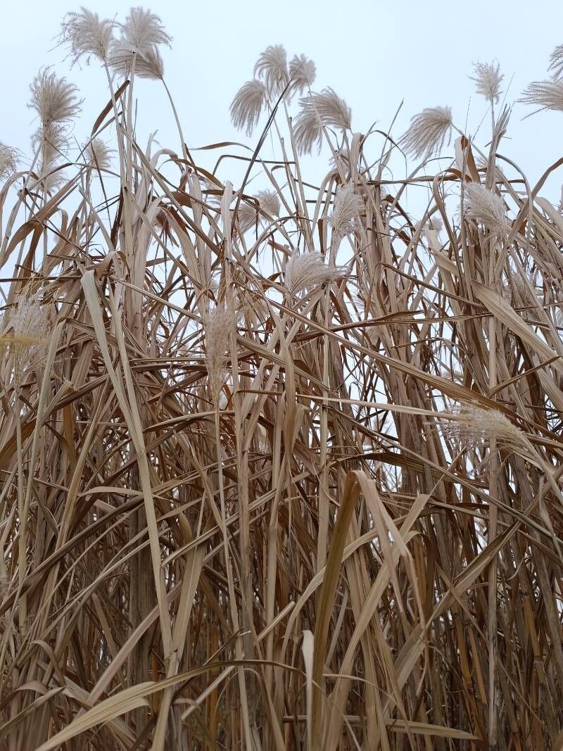Miscanthus (Silvergrasses) (alternate view 2)