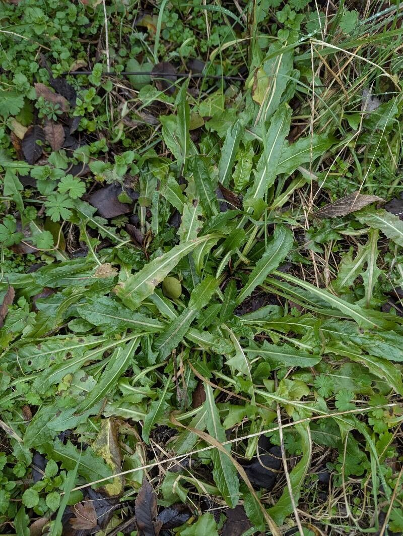 Hypochaeris glabra (Smooth Cat's Ear) (alternate view 14)